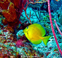 Photo taken May 2009 in Grand Bahamas with a Canon SD 550. by Bonnie Conley 